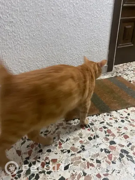 Gato Cariñoso Perdido en Carrer Santa Marta - photo
