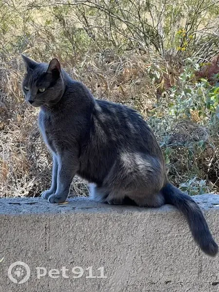 Lost Grey Cat with Unique Short Tail - photo