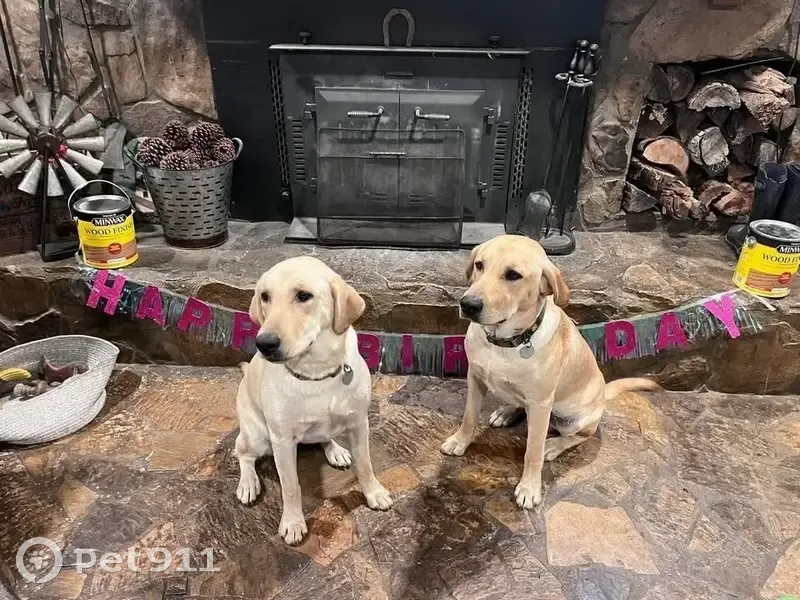 Lost Yellow Labs: Cooper on Hamlin Rd - photo