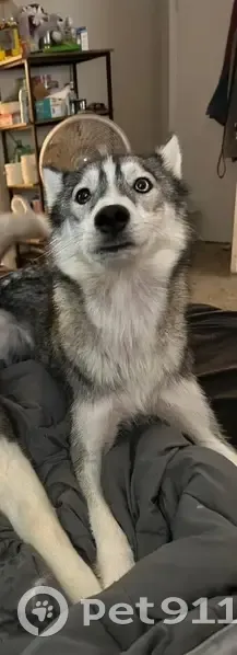 Lost Husky: Unique Eyes, Sweet Temper - photo