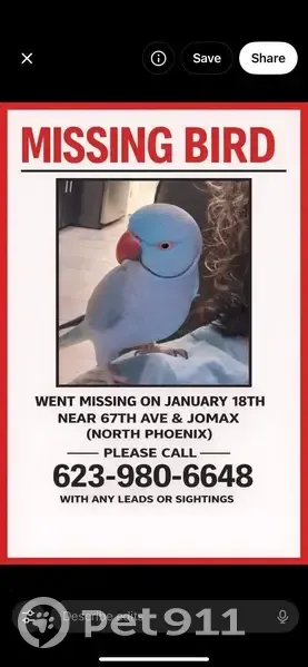 Lost Bird: Blue with Black Neck Ring - photo
