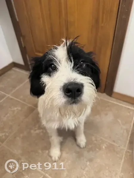 Lost: Friendly White Dog with Black Spots - photo