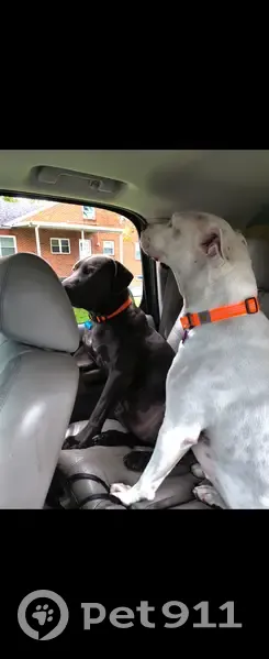 Lost Dogs in Sandy Ridge Rd Area - photo