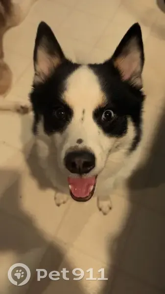 Lost Dog: Bubbies in Blue Pajamas - photo