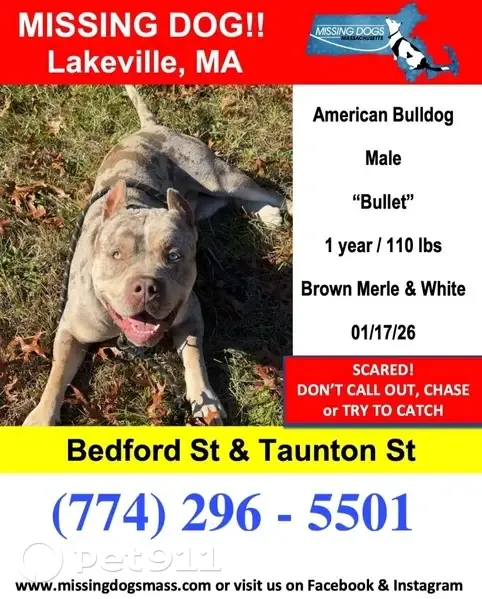 Lost Dog: Bullet, Brown Merle, Lakeville - photo