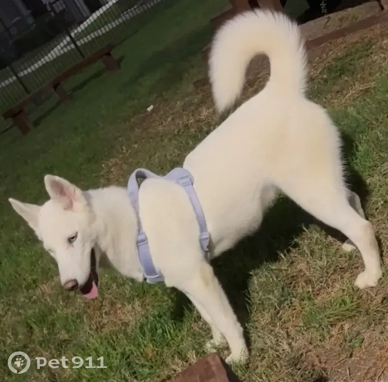 Lost Husky: White with Blue Eyes in Houston - photo