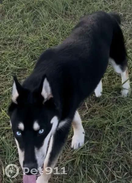 Lost Husky: Blue-Eyed on Hollister St. - photo