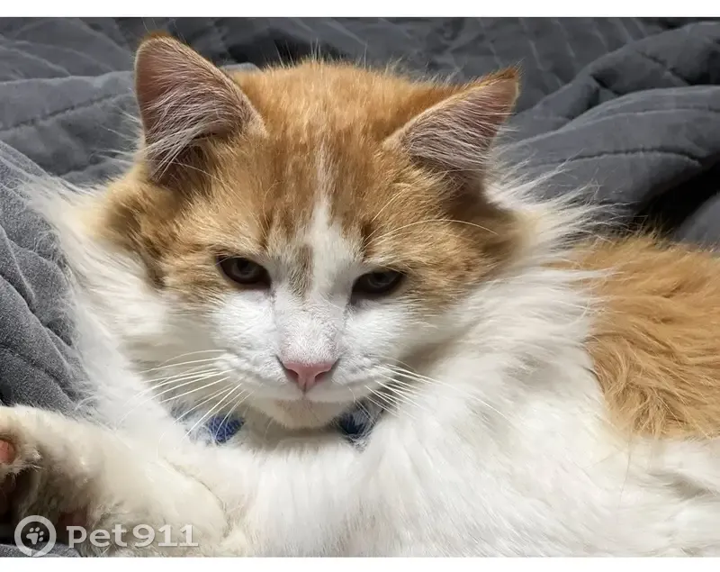 Lost: Vocal Orange-White Cat, Oak Mtn Rd - photo