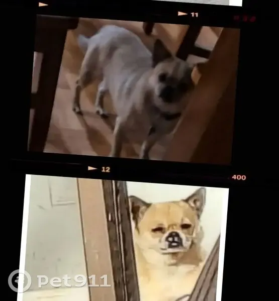 Help Find Milo: Lost Tan Chihuahua-Pug Mix - photo