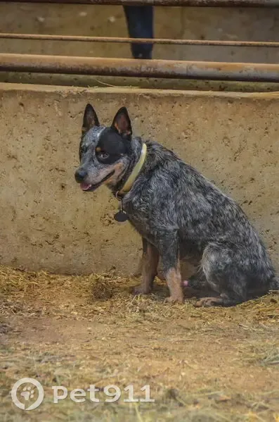 Lost Blue Heeler: White Collar, Mooresville - photo