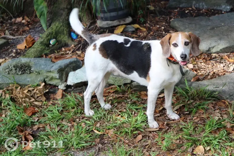 Lost Walker Coonhound: Bentley, 10, Skittish - photo