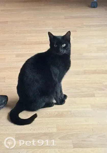 Chatte noire perdue à Montigny-le-Bretonneux - photo