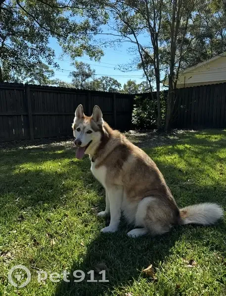 Lost Siberian Husky in Wiggins, MS - photo