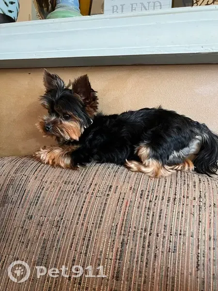 Lost Toy Yorkie Benji in West Philly - photo