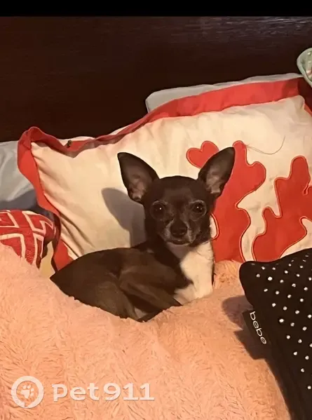 Lost: Tuxedo Chihuahua, Melbourne Area - photo