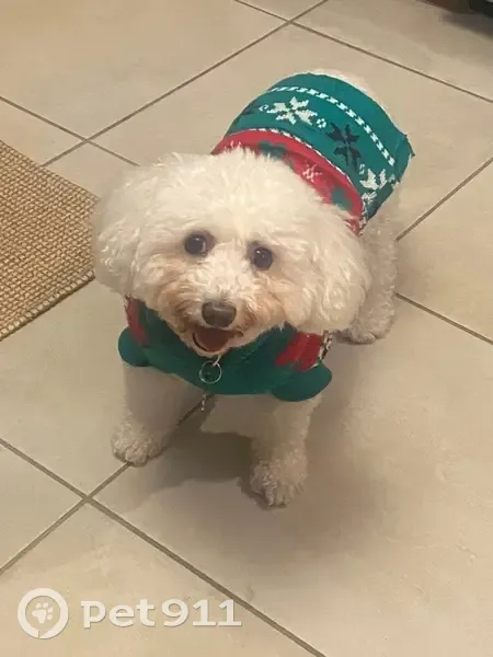 Lost Skittish Poodle Mix on Westlake Dr - photo