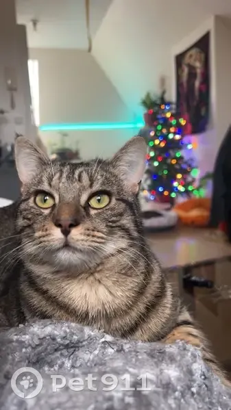 Chat européen tigré perdu à Ormesson - photo