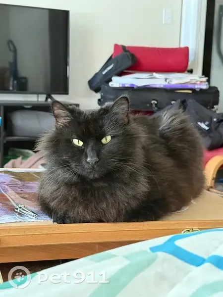 Lost Black Cat: Moscow Mills, MO - photo