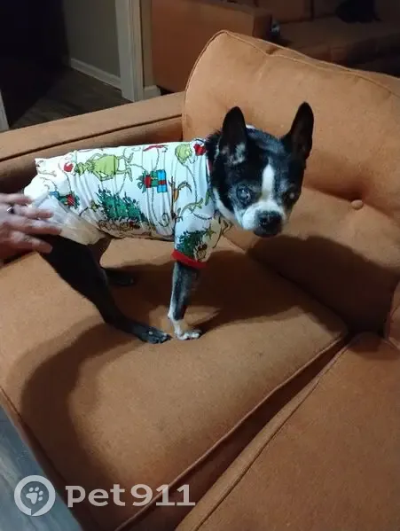 Deaf & Blind Boston Terrier Lost on Mitchell Rd - photo
