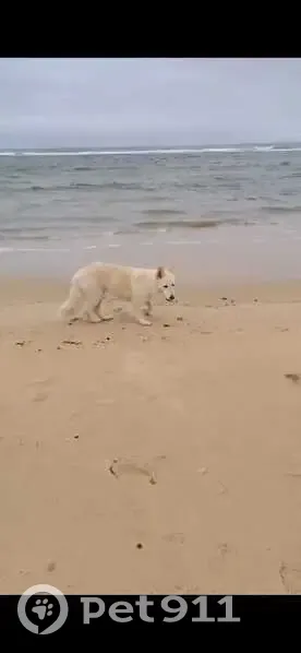 Help Find Nella: Swiss Shepherd Lost - photo