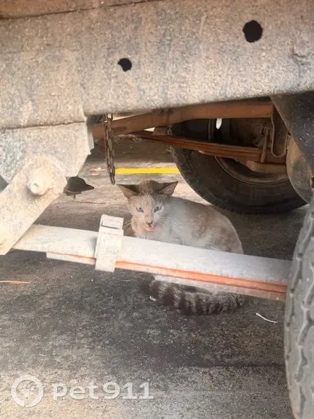 Gato blanco herido y dócil en Villahermosa - photo