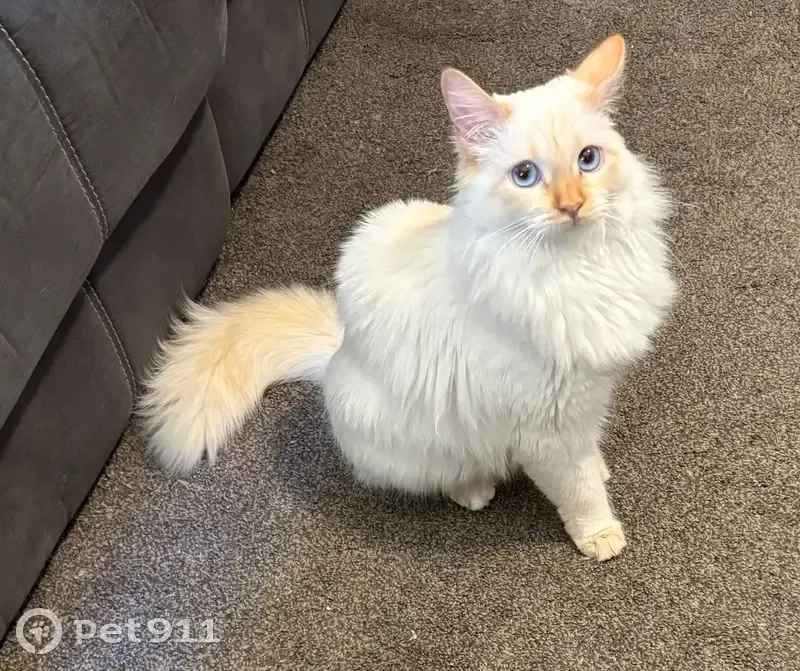 Lost: Friendly White Cat with Blue Eyes - photo