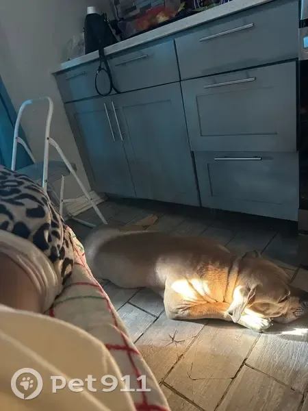 Lost Dog on South Normal Ave, Chicago - photo