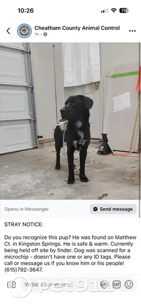 Lost Dog Found in Kingston Springs, TN - photo