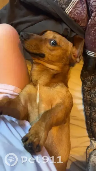 Lost Red Dachshund Corgi Mix on Coffee St - photo