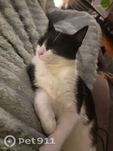 Lost Tuxedo Cat on Cliffdale Ave, Cranston - photo