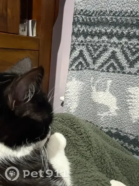 Lost Cat: Black & White in Cranston - photo