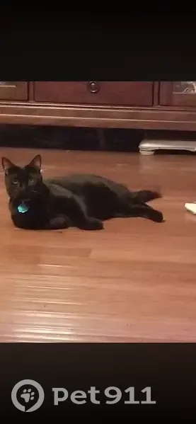 Lost Black Cat: Coal Missing in Atoka - photo