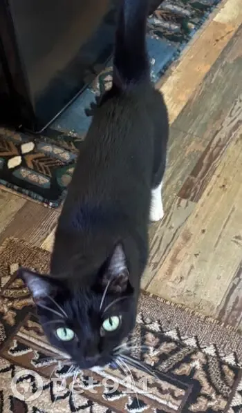 Lost Tuxedo Cat: East Northland Drive - photo