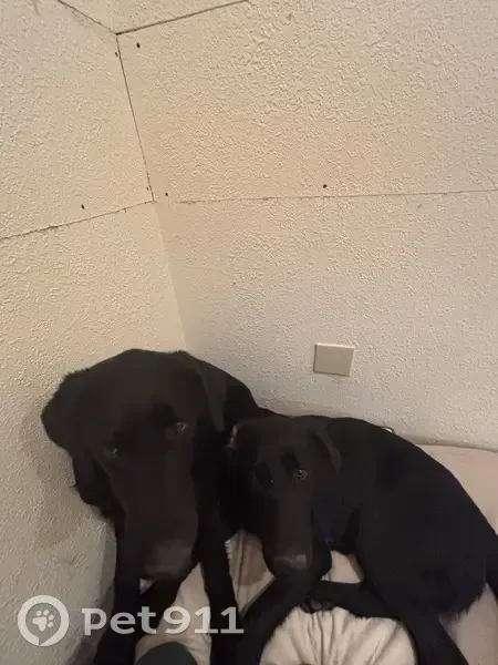 Found: Two Black Labs Near Mountain Grove - photo