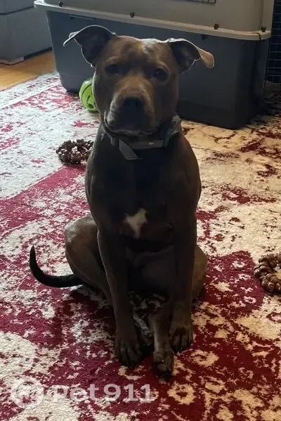 Lost Dog in Kinsman, OH: Sweet & Spotty - photo