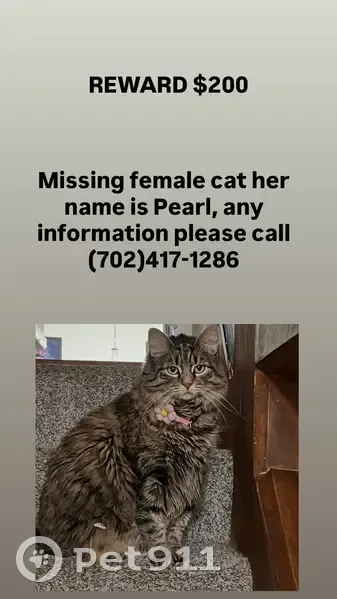 Lost Cat: Colbath St, Las Vegas - photo