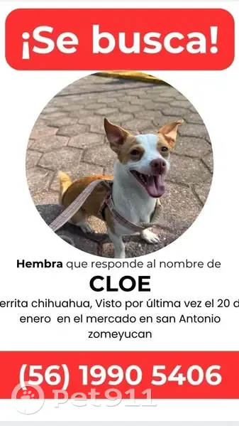 Perrita Chihuahua Perdida en Naucalpan - photo