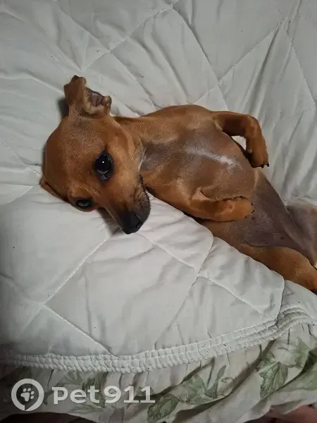 Help Find Sox: Missing Chi-Dachshund Mix - photo