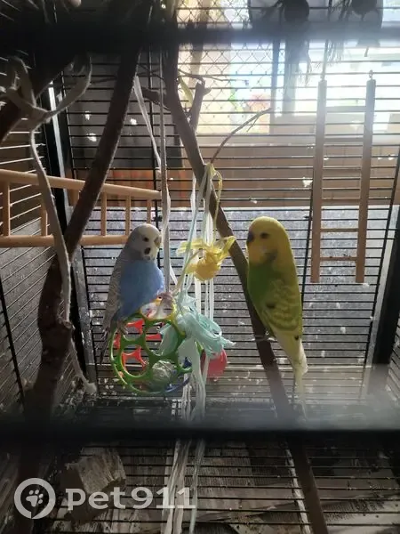 Lost Bird: Light Blue & White in Brisbane - photo