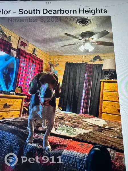 Lost Beagle: Shy Hunter in Jefferson - photo