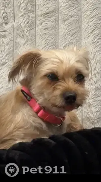 Lost Shorkie with Pink Collar in Aurora - photo