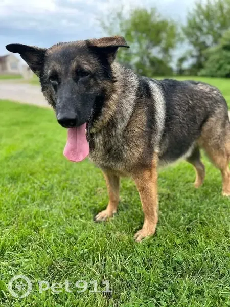 Lost King Shepherd Wolfie: Cash Reward - photo