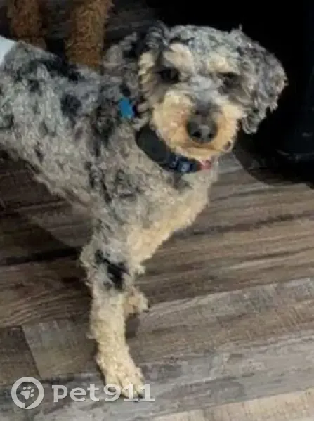 Lost Mini Poodle: Shy Goose Needs Help! - photo
