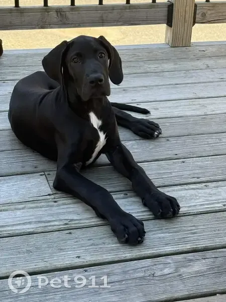 Lost 6-Month-Old Dog: Black with Flag Collar - photo