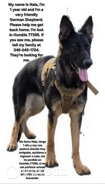 Lost German Shepherd Puppy on Vegas St - photo