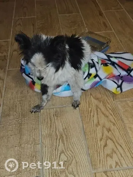 Blind & Deaf Dog Found on Chicago Ave - photo