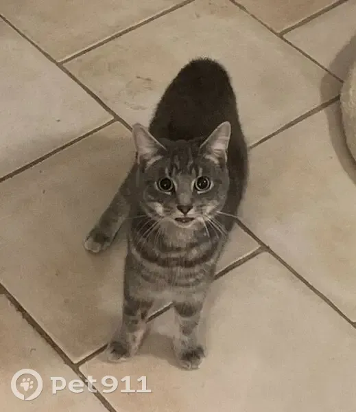 Found: Light Grey Tabby on Hinckley Rd - photo