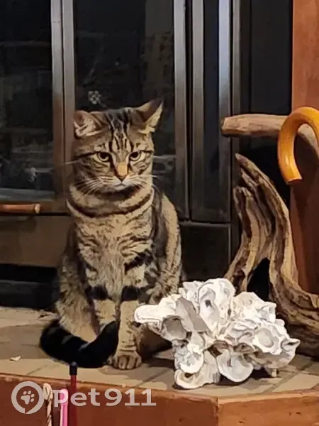 Lost Brown Tabby Cat in Gainesville - photo