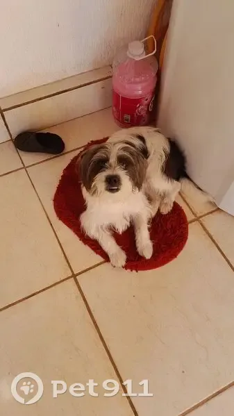 Cachorro perdido - photo