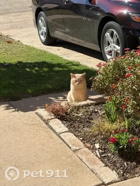 Lost Cat: Light Orange, Green Eyes - photo